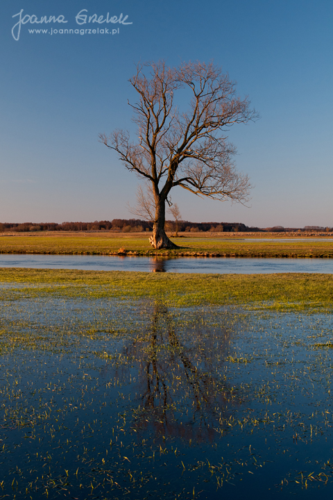 086_Biebrza - kwiecien 2013.jpg